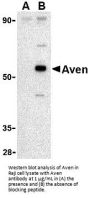 Aven Antibody
