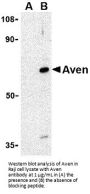 Aven Antibody