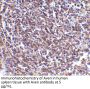 Aven Antibody