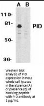 PID Antibody