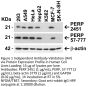 PERP Antibody