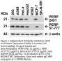 PERP Antibody