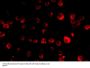 MCG10 Antibody
