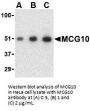 MCG10 Antibody