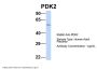 PDK1 Antibody