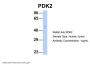 PDK1 Antibody