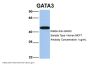 GATA3 Antibody