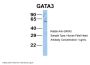 GATA3 Antibody
