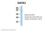 GATA3 Antibody