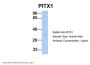 PITX1 Antibody