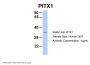 PITX1 Antibody