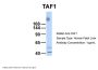 TAF1 Antibody