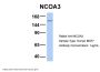 NCOA3 Antibody