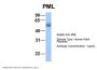 PML Antibody