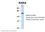 RXRA Antibody