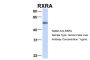 RXRA Antibody
