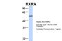 RXRA Antibody