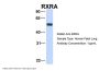 RXRA Antibody