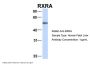 RXRA Antibody