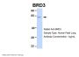 BRD3 Antibody