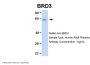BRD3 Antibody