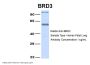 BRD3 Antibody