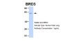 BRD3 Antibody