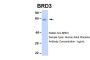 BRD3 Antibody