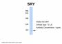 SRY Antibody