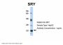 SRY Antibody