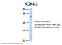 KCNC3 Antibody