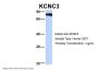 KCNC3 Antibody