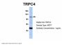 TRPC4 Antibody