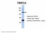 TRPC4 Antibody