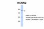 KCNN2 Antibody