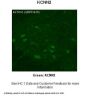 KCNN2 Antibody