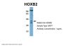 HOXB2 Antibody