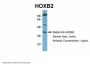 HOXB2 Antibody