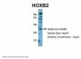 HOXB2 Antibody
