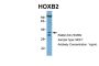 HOXB2 Antibody