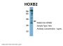 HOXB2 Antibody