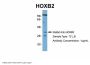 HOXB2 Antibody