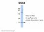 SSX4 Antibody