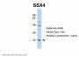 SSX4 Antibody