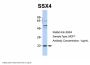 SSX4 Antibody