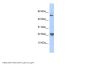 TNFSF12 Antibody