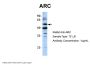 ARC Antibody