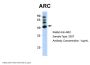 ARC Antibody