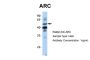 ARC Antibody