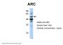 ARC Antibody
